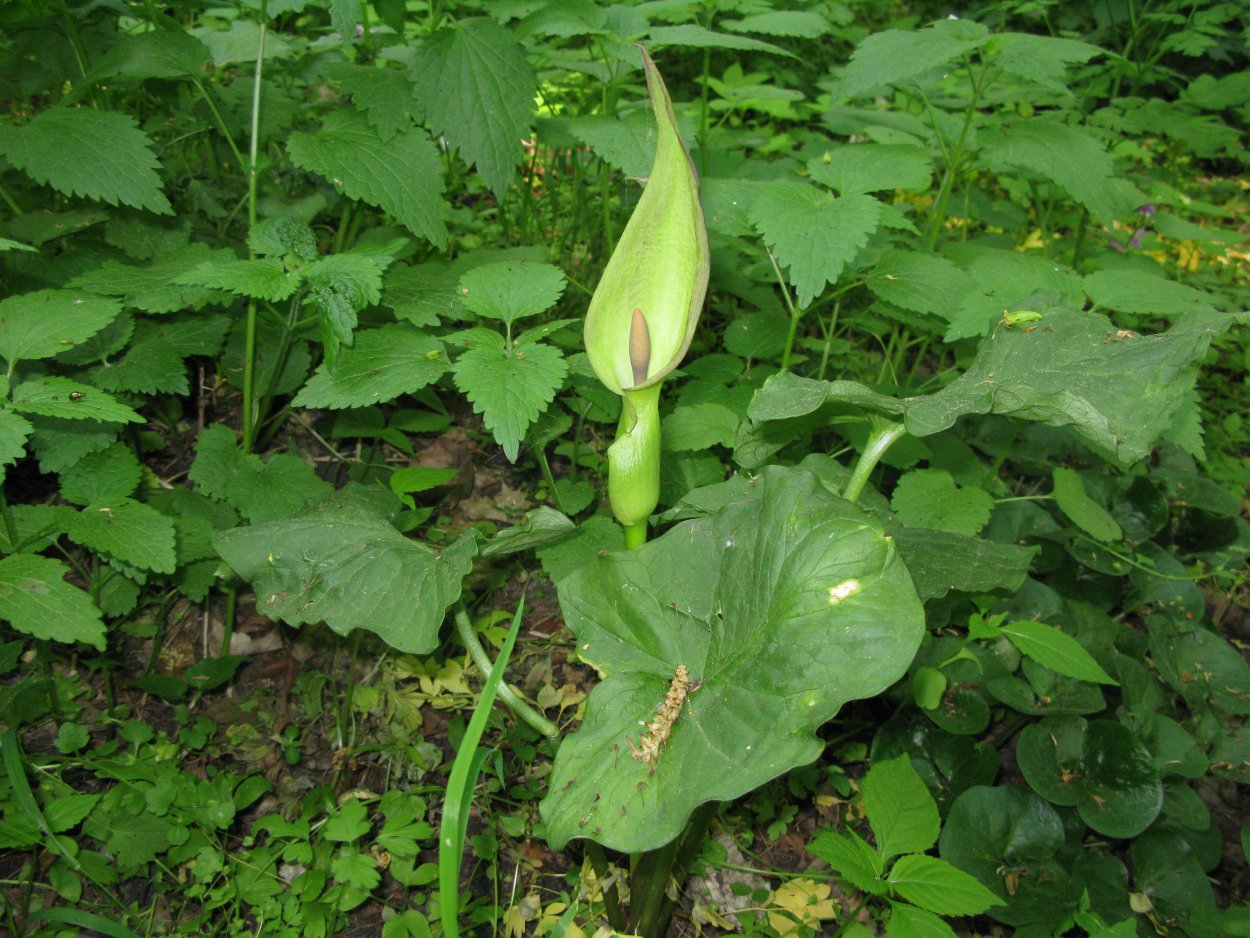 Аронник пятнистый