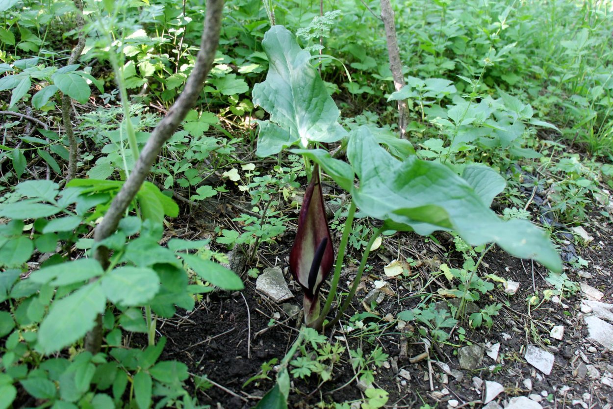 Растение с красными ягодами на стебле