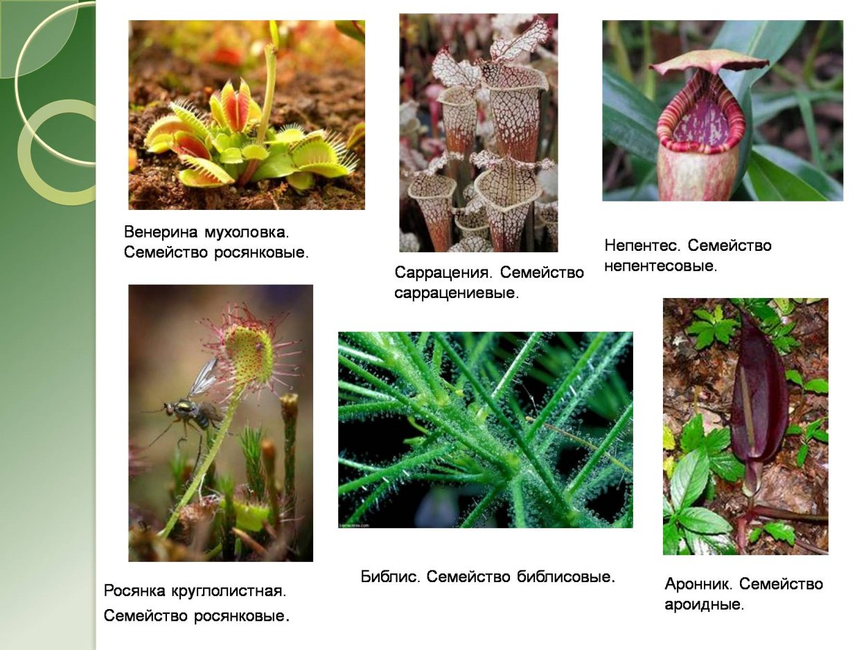 Растения хищникипрмеры