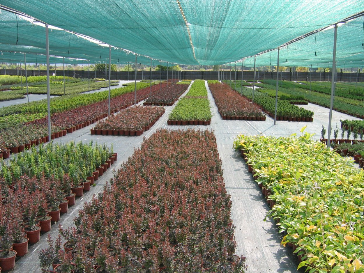 Агродекор питомник растений
