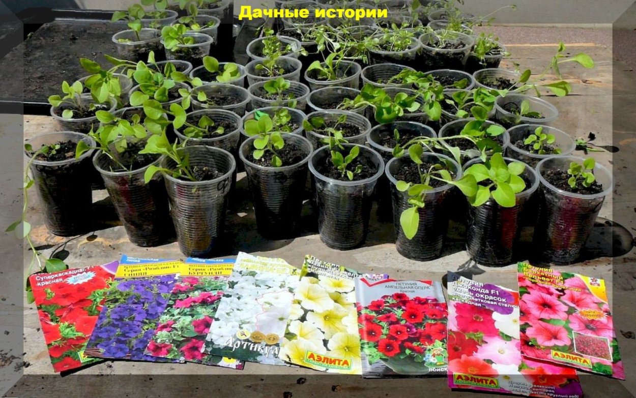 Рассада цветов
