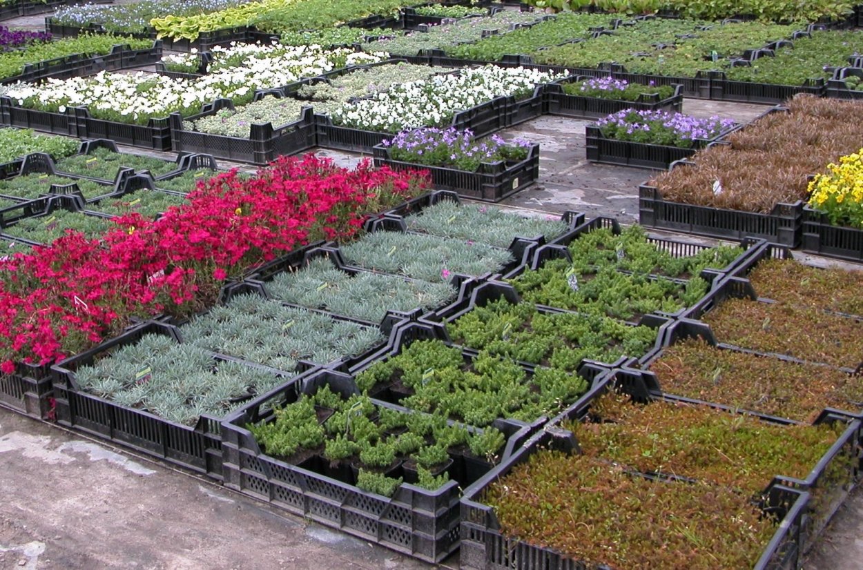 Саженцы цветов