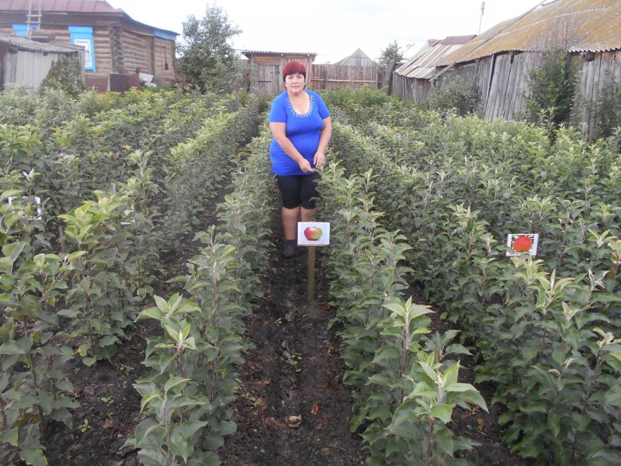 Яблони крупномеры