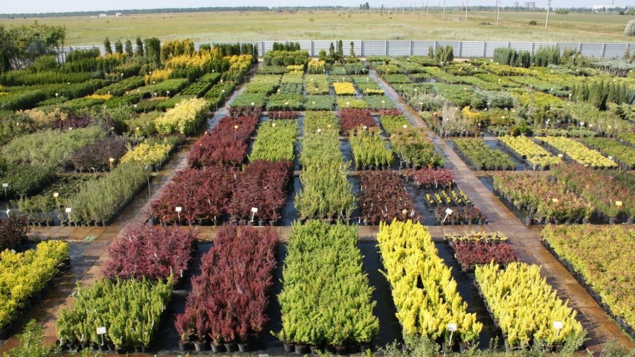 Ёлы-палы в Тольятти