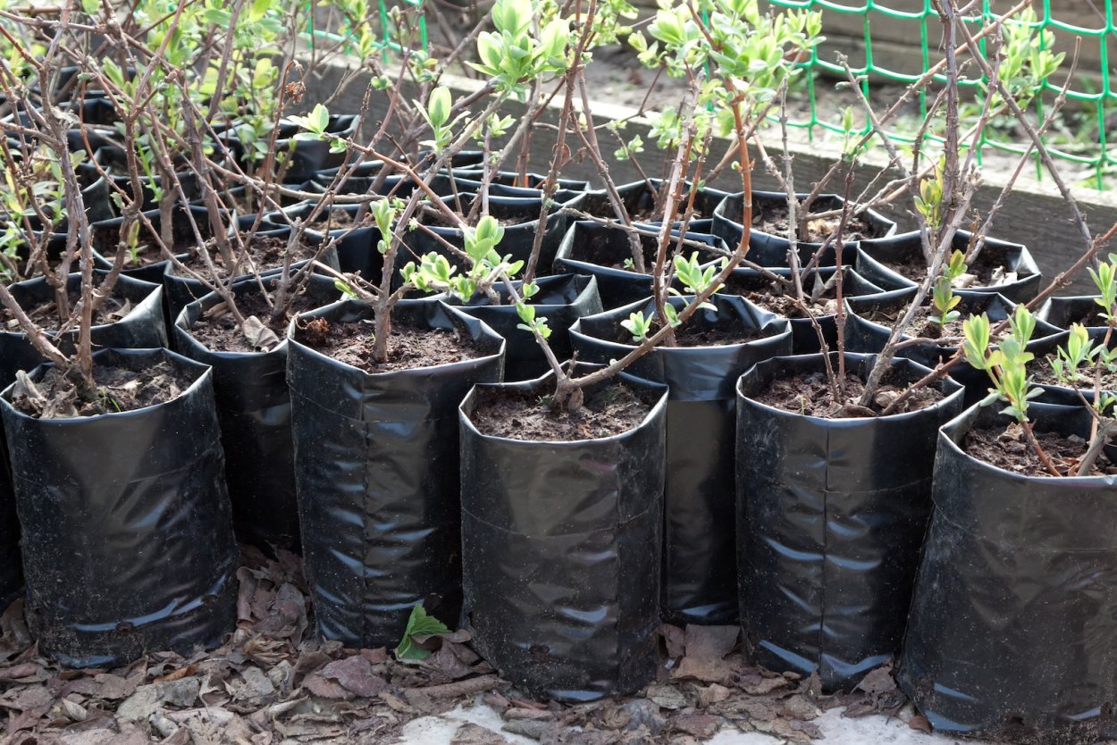 Интенсивный Яблоневый сад