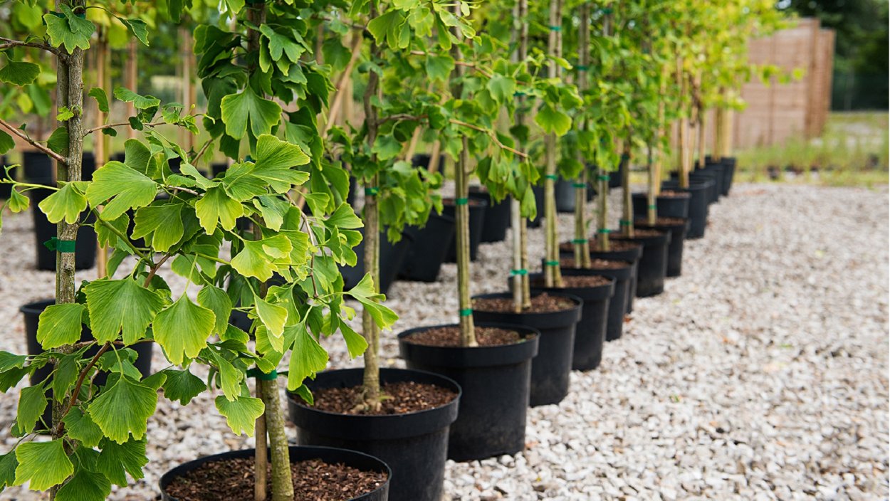 Гинкго саженцы питомник