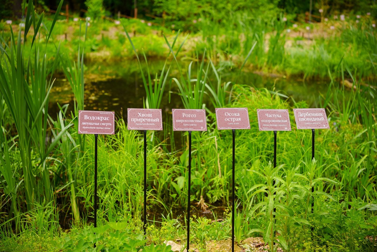 Мандарин дерево оранжерея