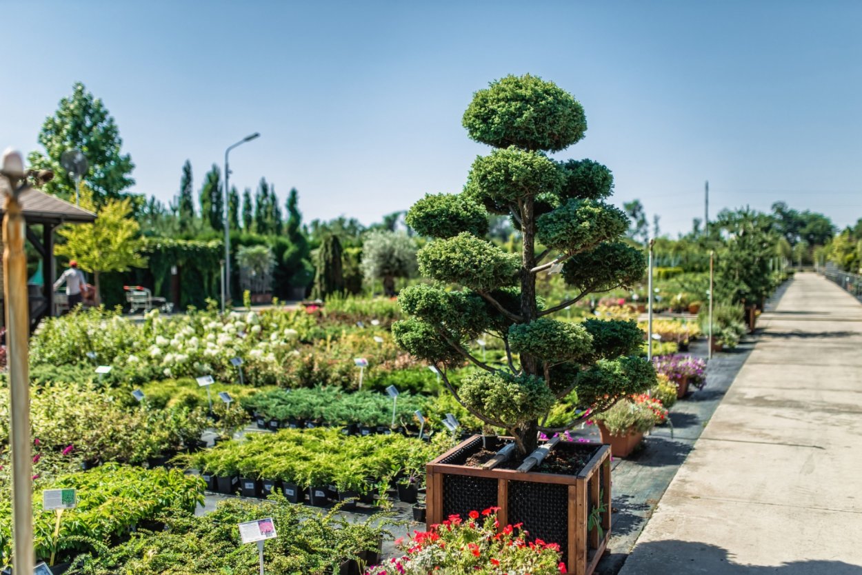 Яблоня колоновидная Малюха