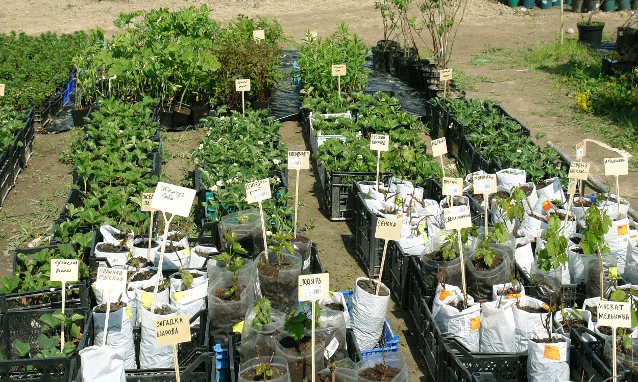 Интенсив боглар