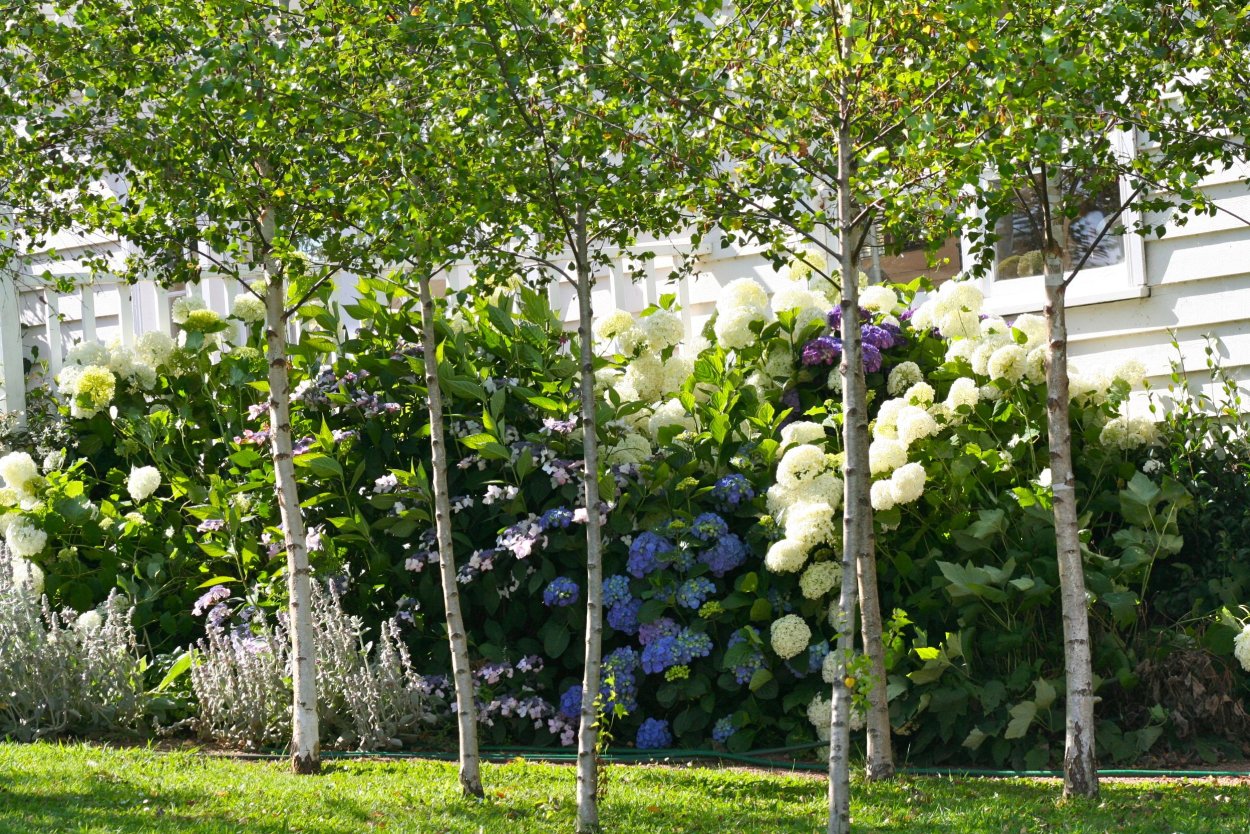 Яблоня сады Молдавия