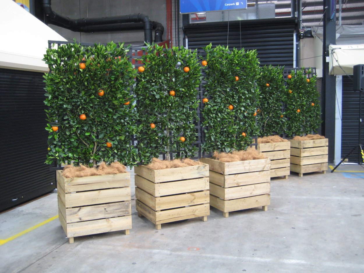 Питомник растений Щербакова