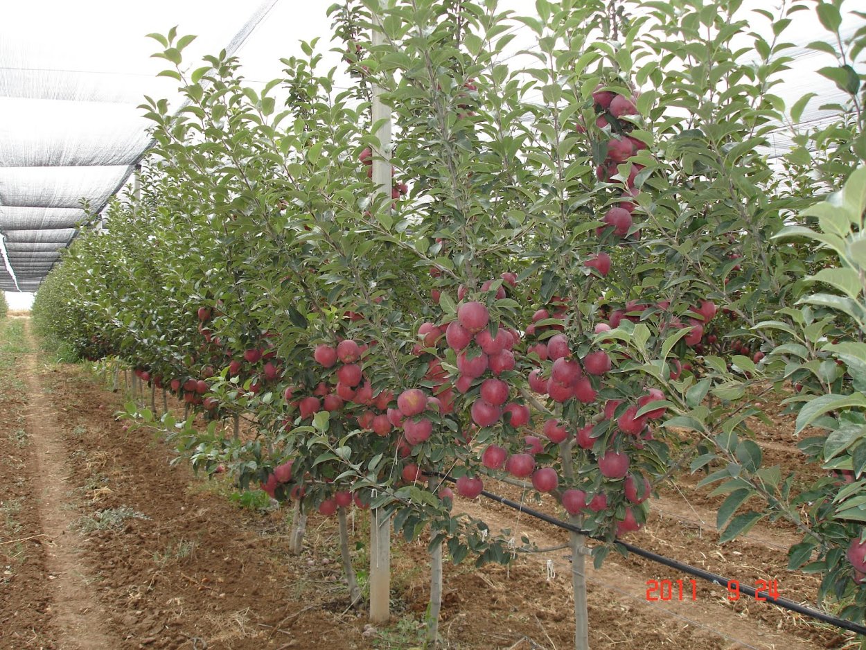 Мичуринский Плодопитомник Садовод