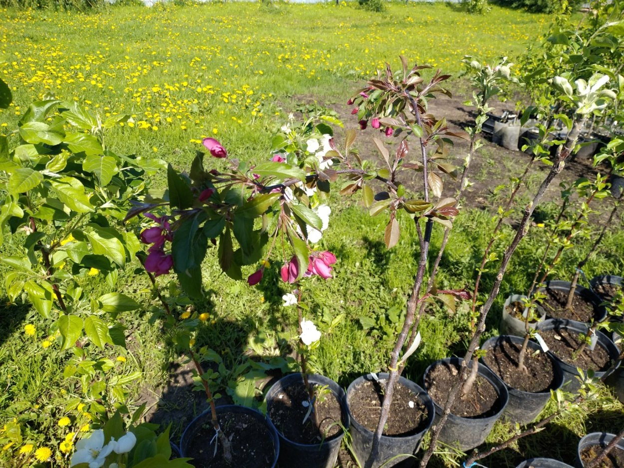 Как правильно сажать деревья