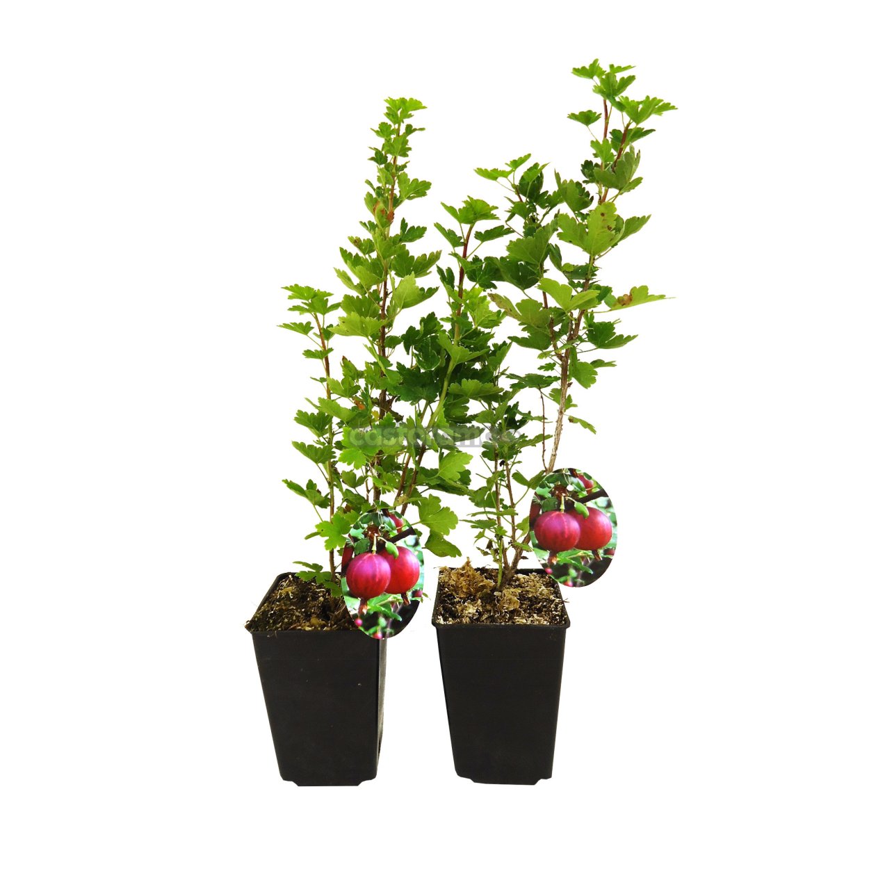 Оранжерейная питомник саженцы плодовых