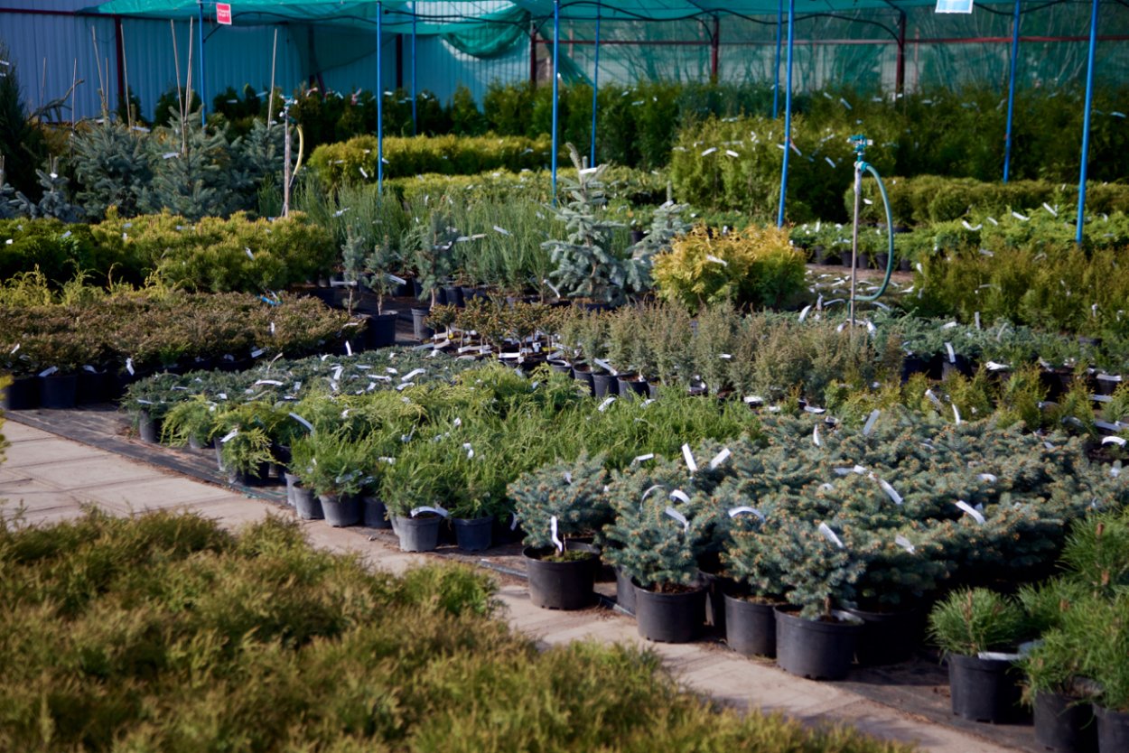 Миндаль саженцы