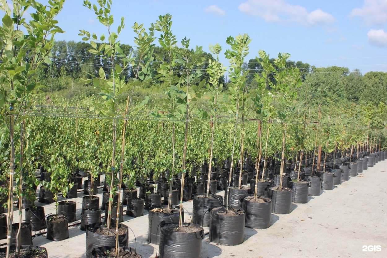 Привитые многосортовые плодовые деревья