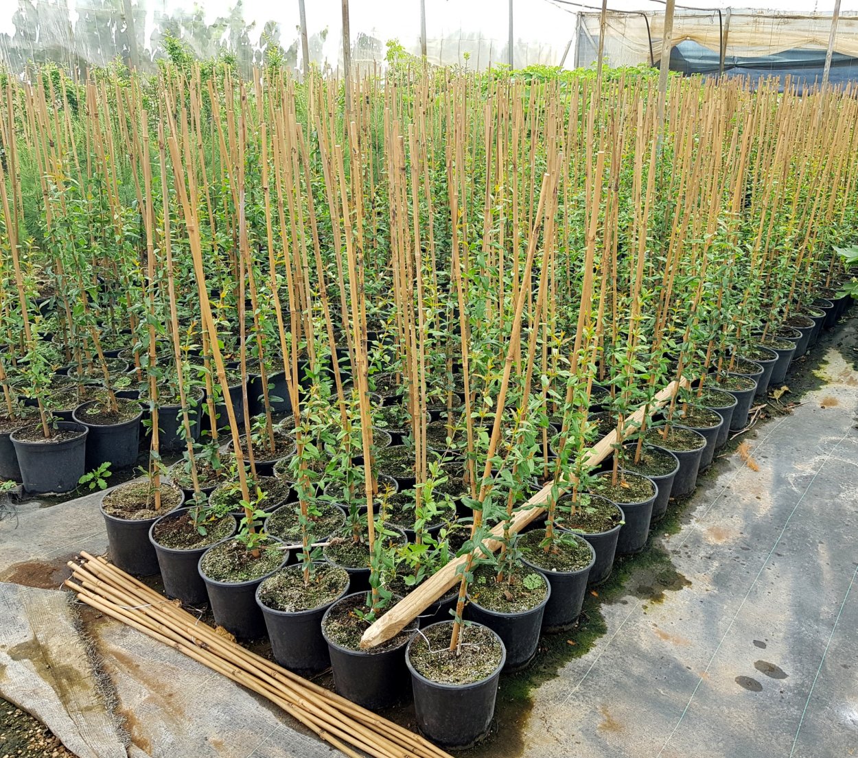 Ярмарка саженцев