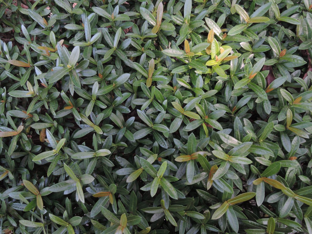 Вечнозеленый почвопокровный кустарник