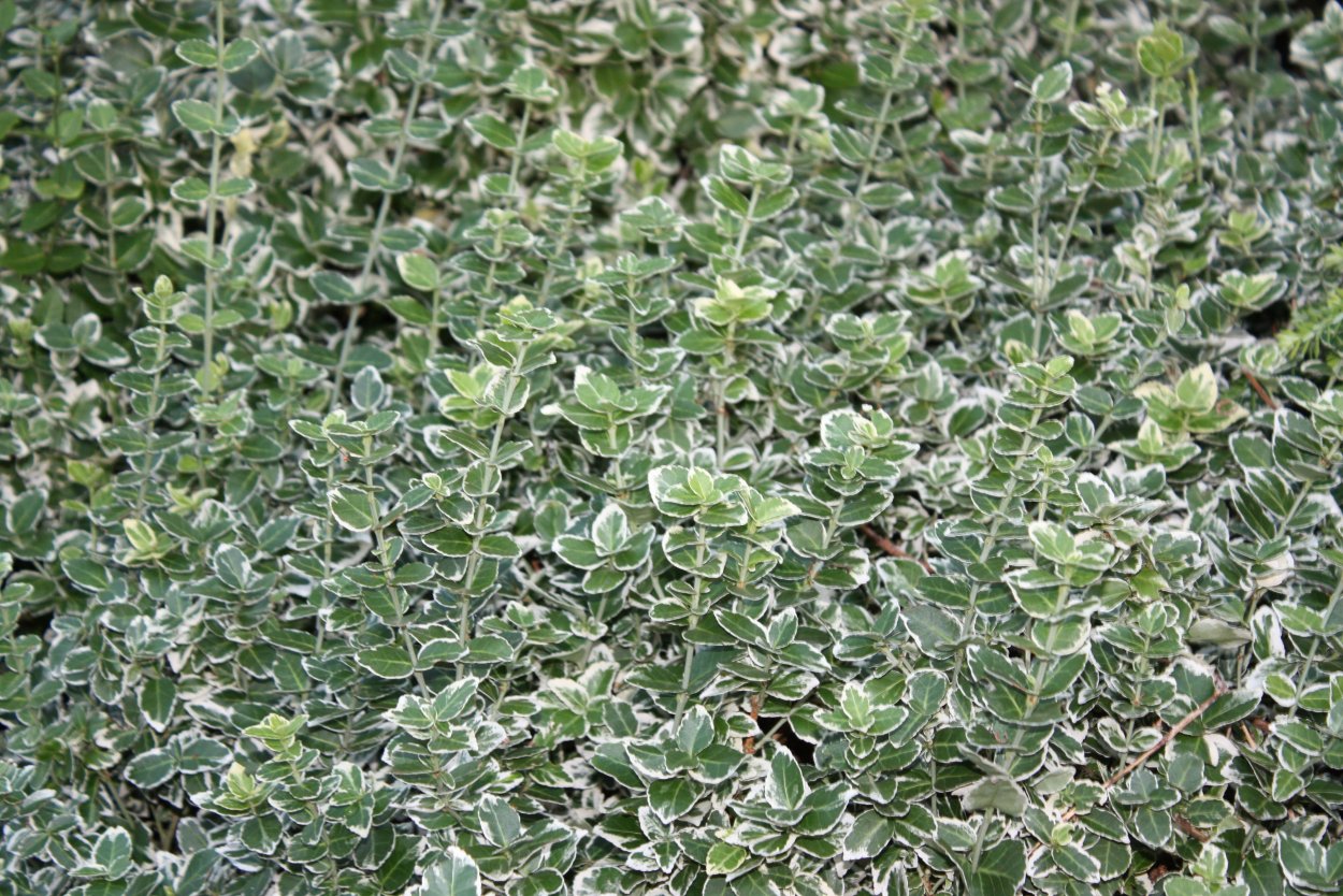 Тимьян пестролистный вечнозеленый