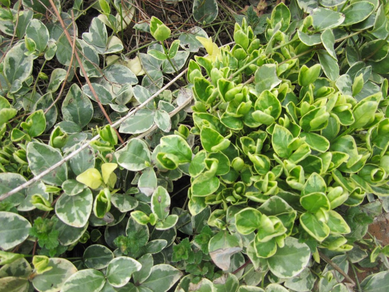 Вечнозеленый почвопокровник