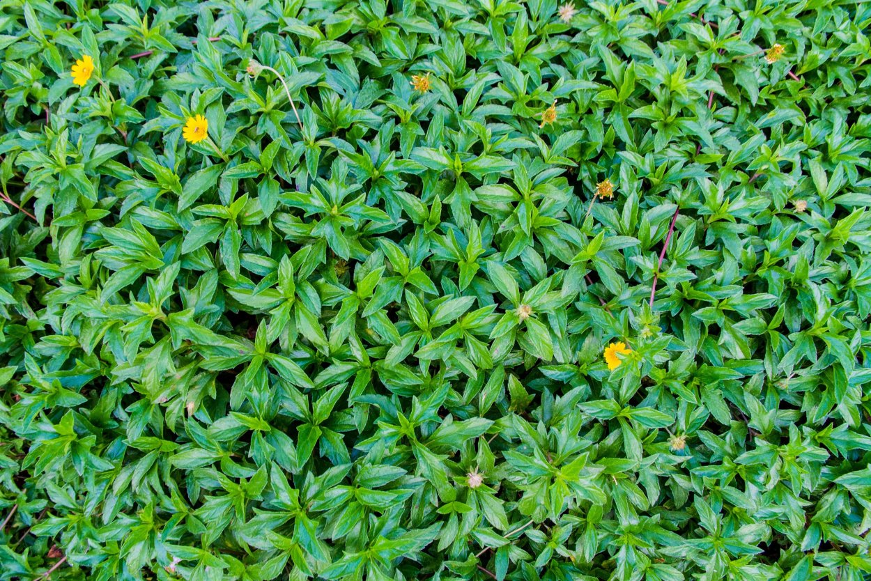 Жасмин почвопокровный