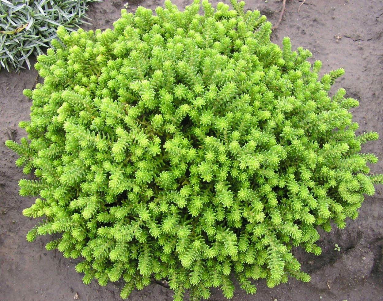 Очиток Эллакомбе (Sedum ellacombianum)