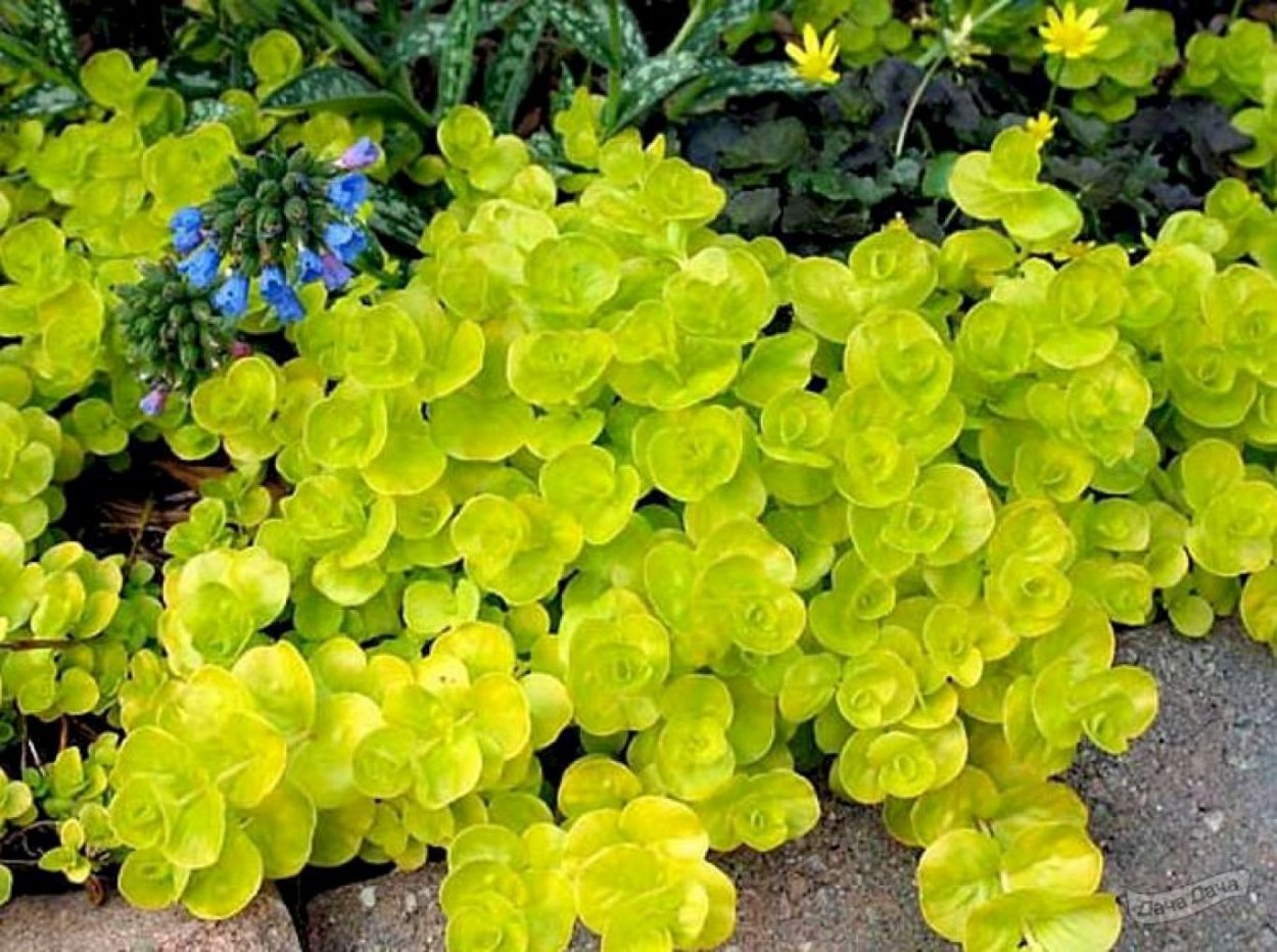 Вербейник монетчатый почвопокровный