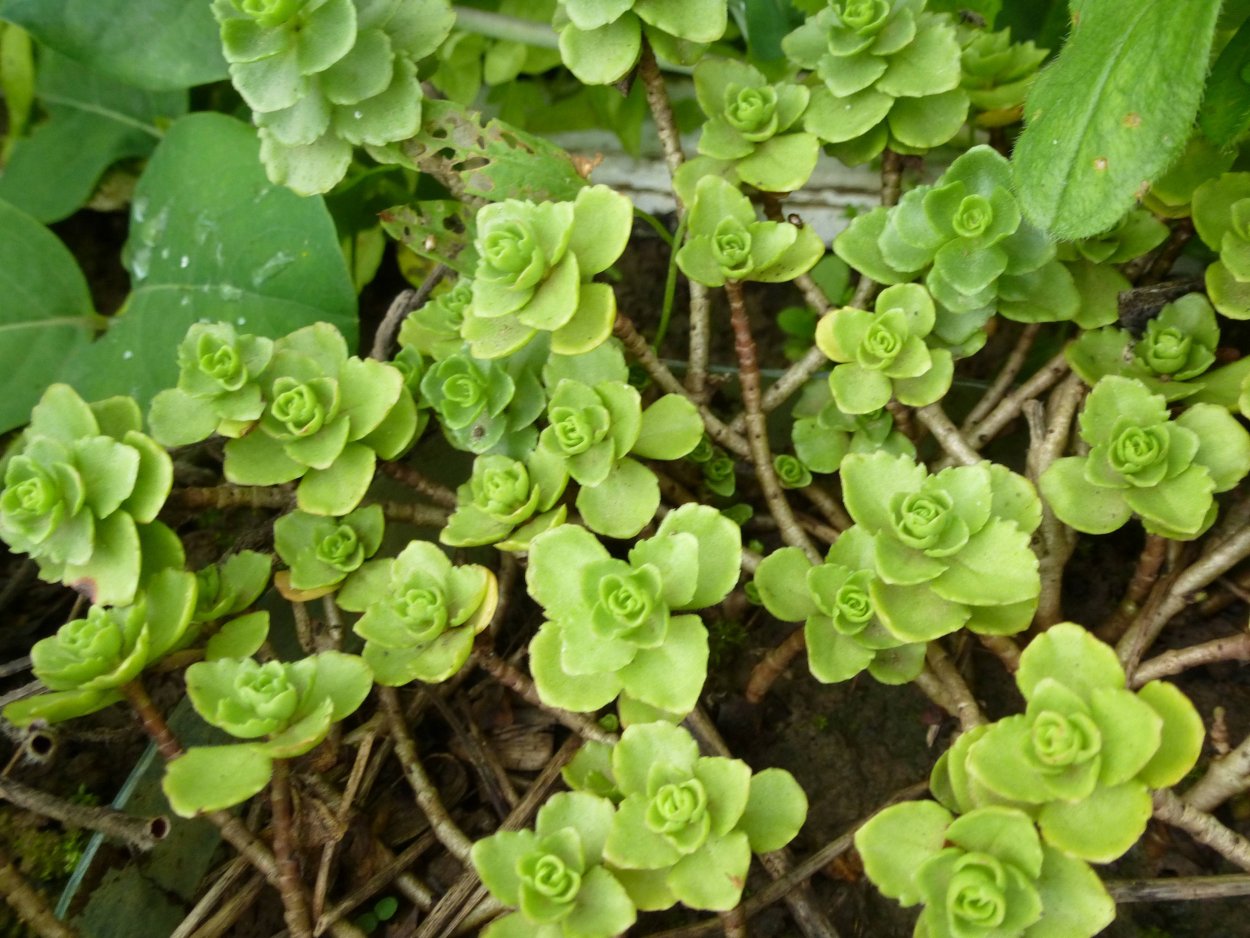 Вечнозеленые почвопокровники