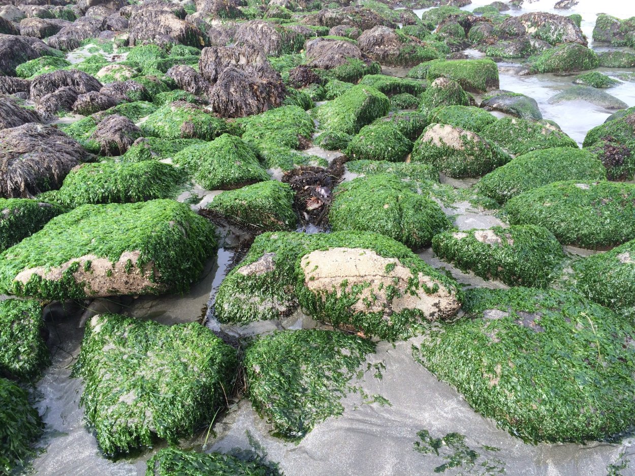 Вечнозеленый почвопокровник