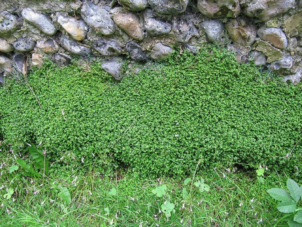 Почвопокровное растение солейролия