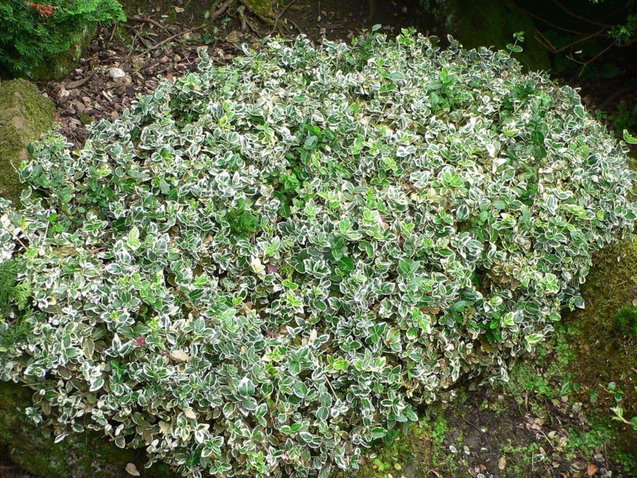 Бересклет Форчуна Эмириал Гоетти