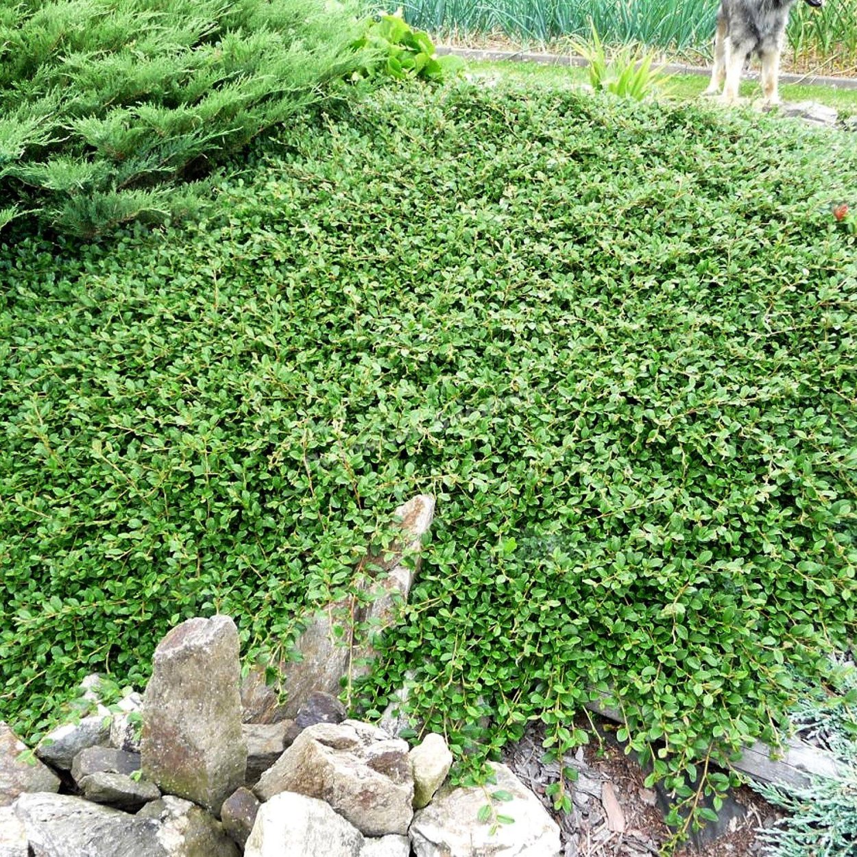 Кизильник Даммера Эйхольц