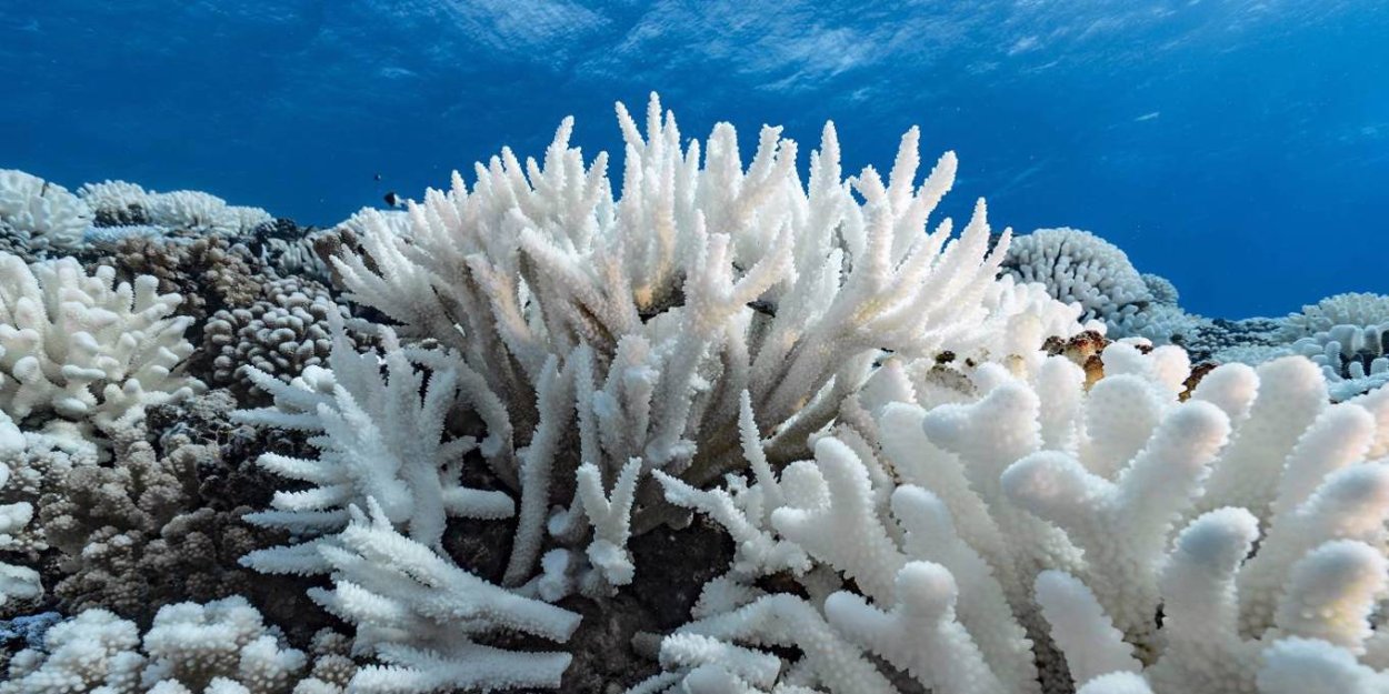 Кораллы Северного Ледовитого океана