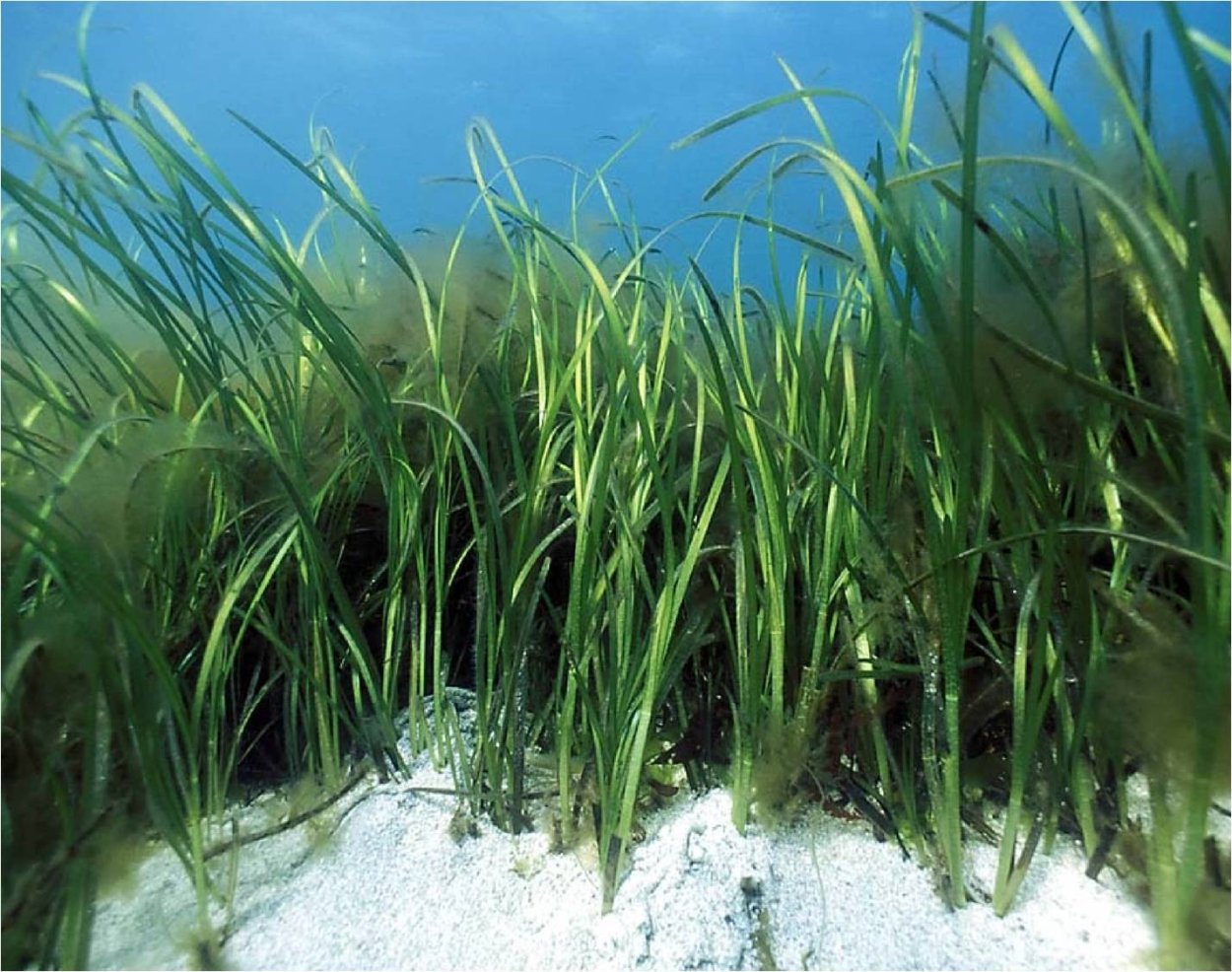 Зостера морская водоросль