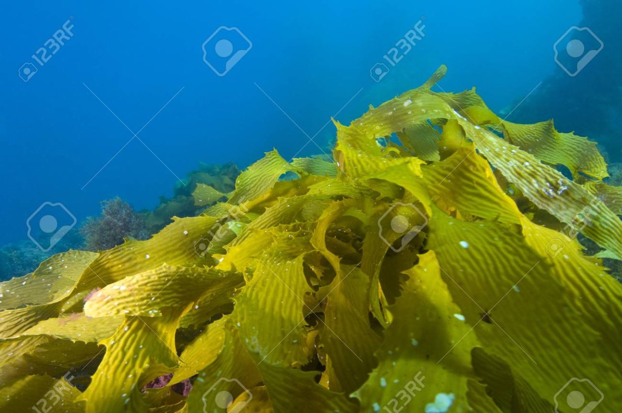 Зола морских водорослей