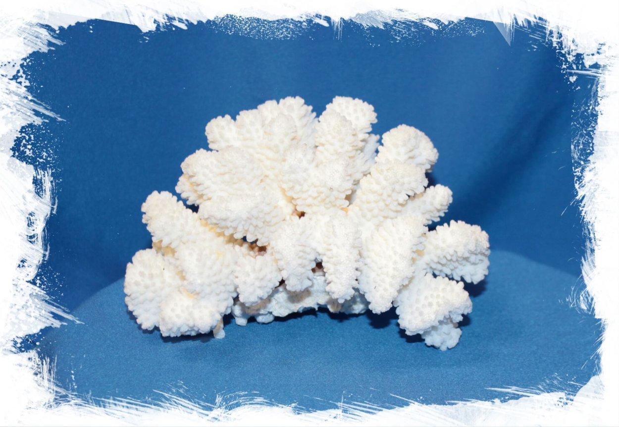 Коралл кластер