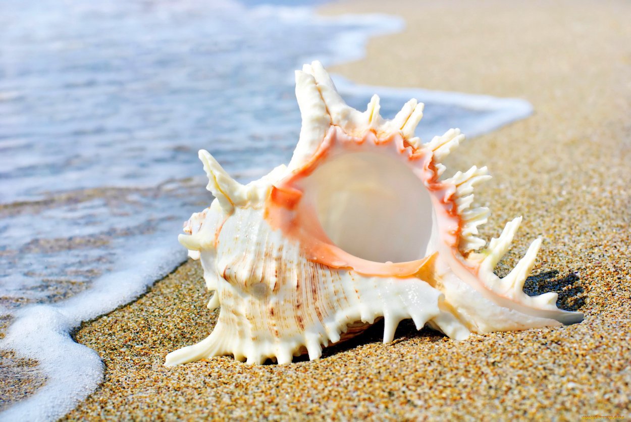 Королевский Мурекс