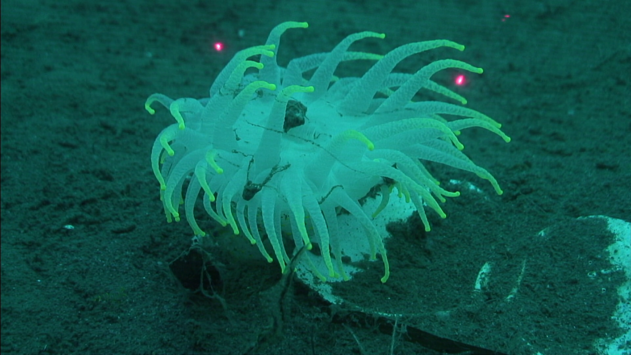 Дальневосточный морской актинии