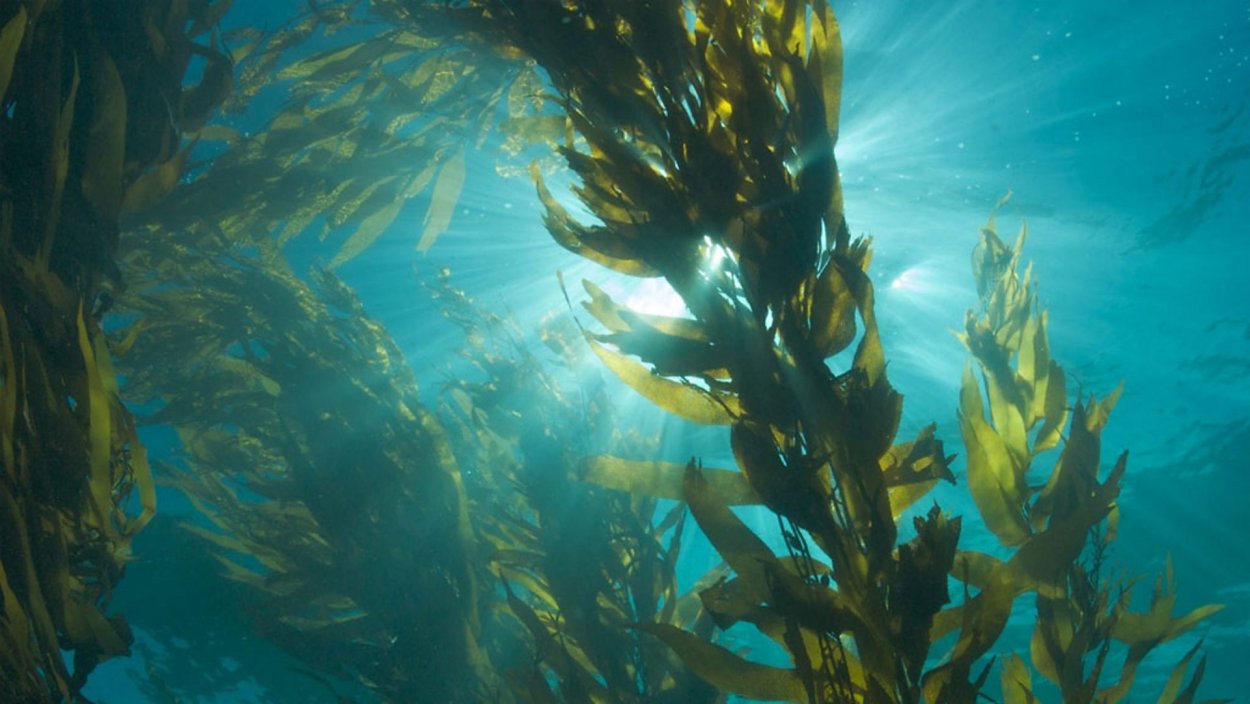Цвет бурой водоросли Kelp