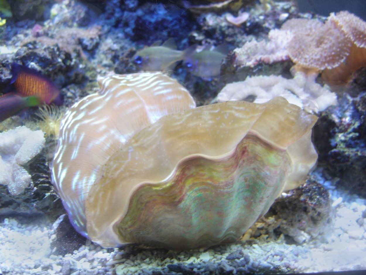 Морская Жемчужница моллюск