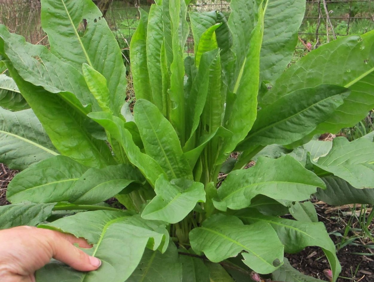 Женский щавель фото. Щавель Шпинатный. Rumex patientia растение. Растение щавель Шпинатный. Ревень конский щавель.