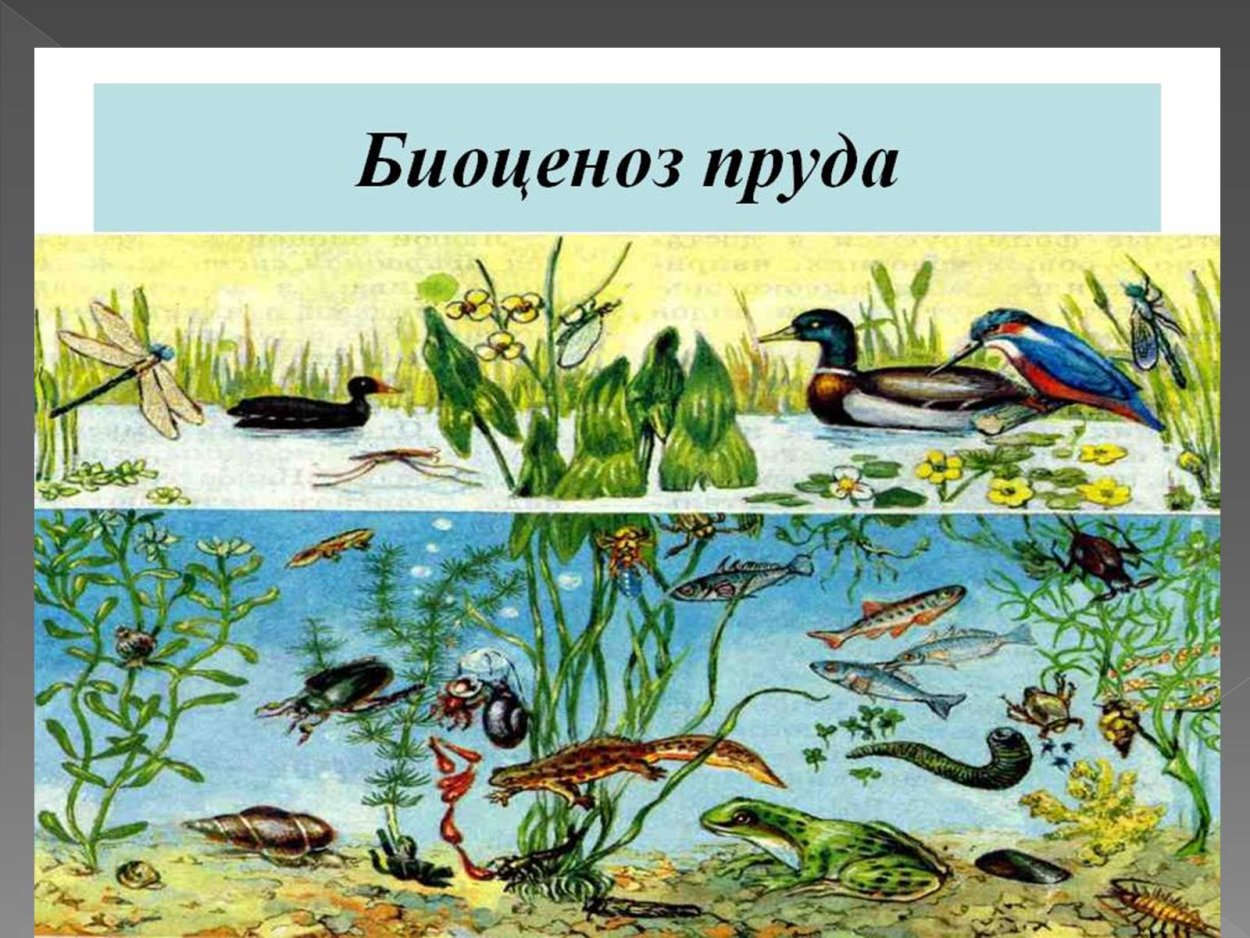 Простые биоценозы. Биоценоз фото. Биоценоз тайги. Биоценоз пустыни. Биоценоз степи.