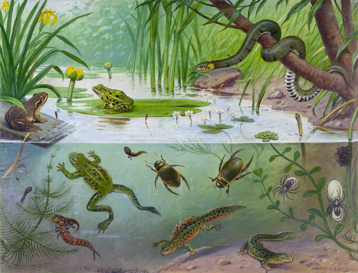 растения и животные озера