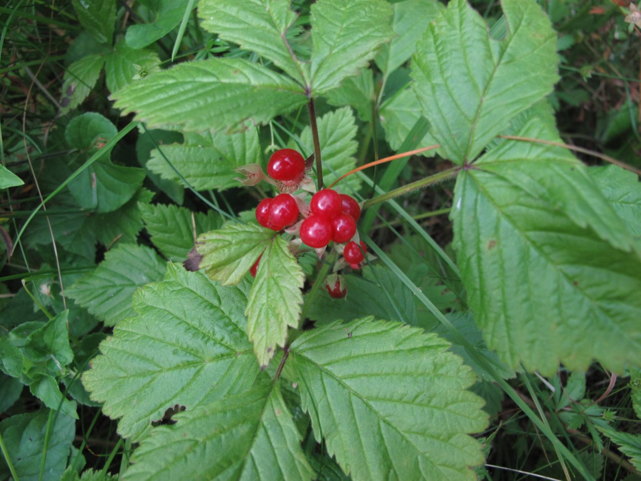 Костяника каменистая - Rúbus saxátilis