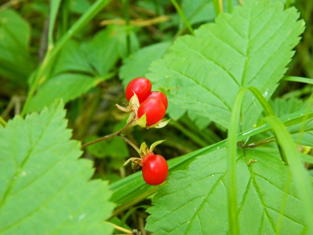Костяника Озерск