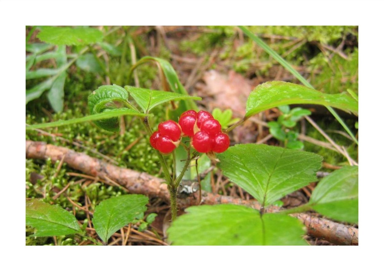 Лесная ягода костяника