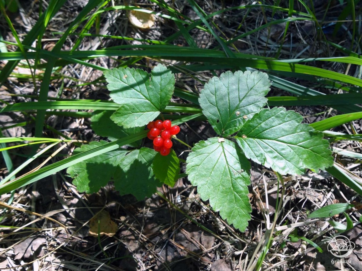 Шпанка ягода Лесная