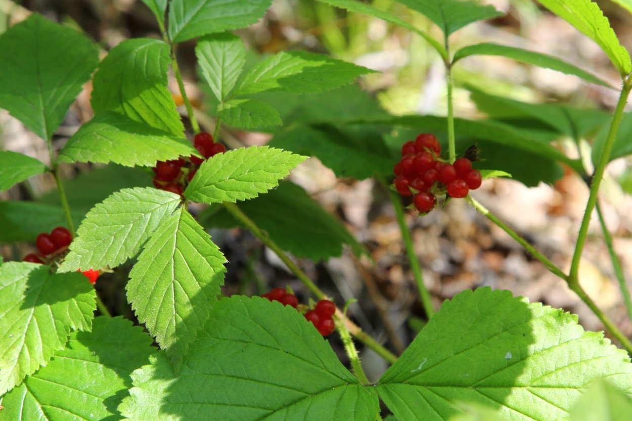 Лесная ягода костяника съедобная