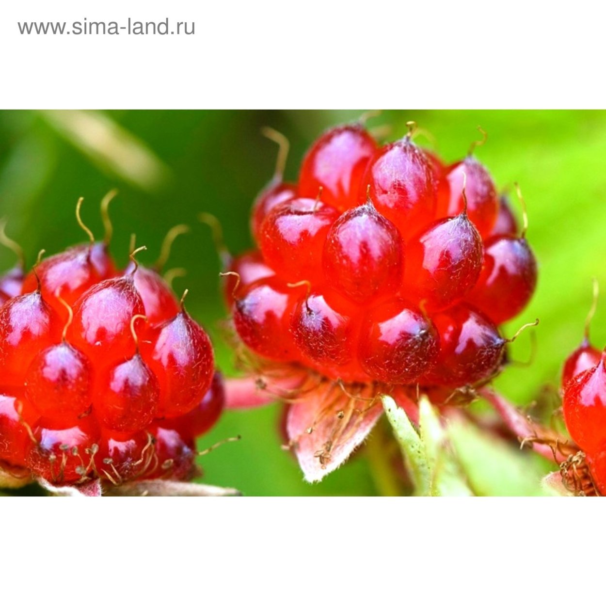 Костяника Лесная