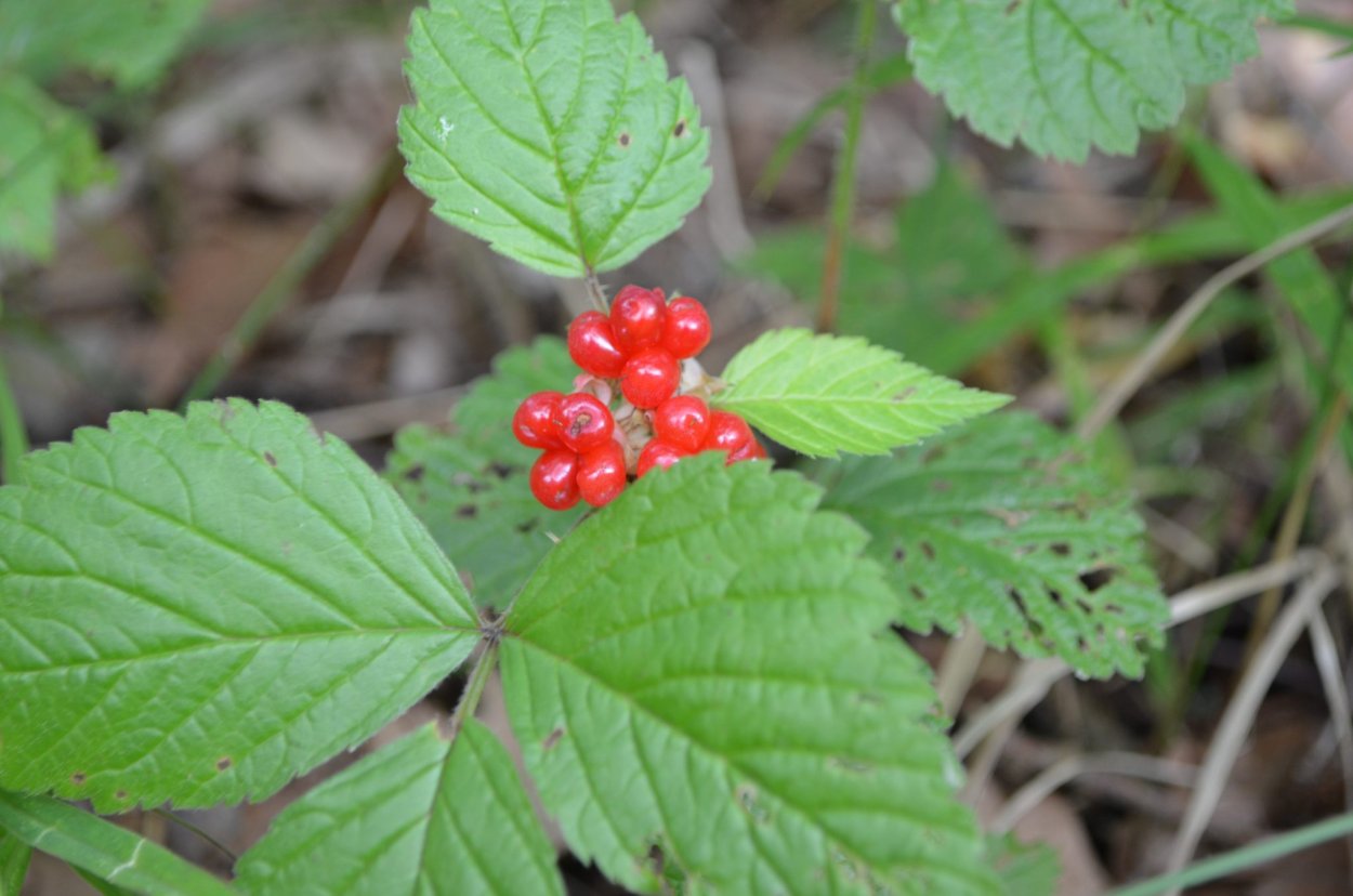 Лесная ягода Княженика